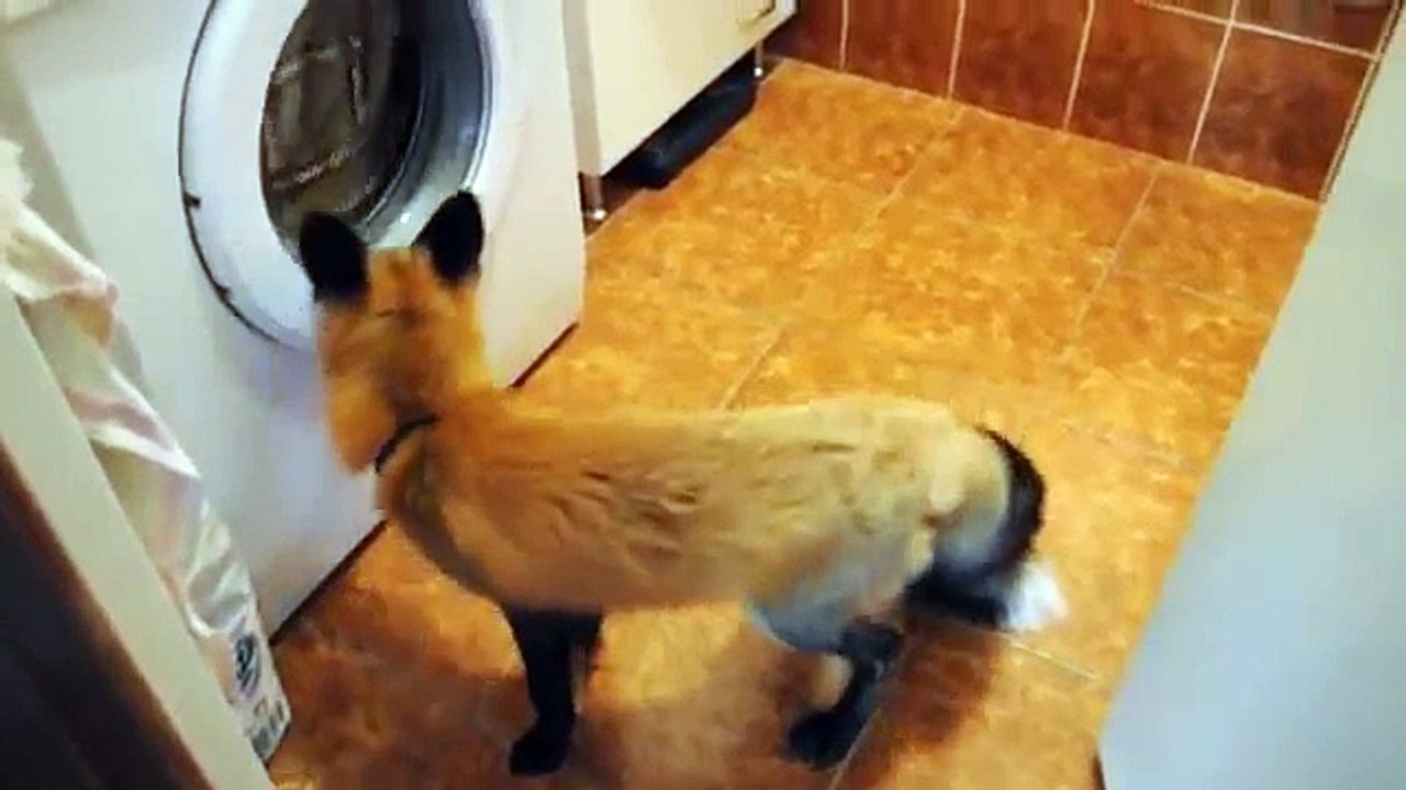 Drôle renard dans l'appartement