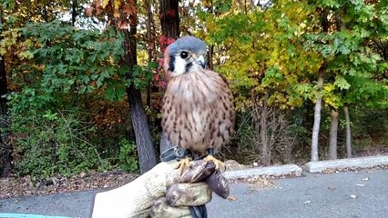 Impressionnant: Un faucon fait la danse du ventre !