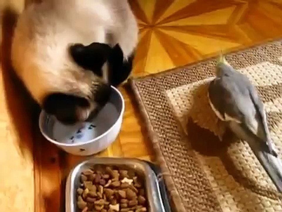 Petit déjeuner perroquet avec un chat