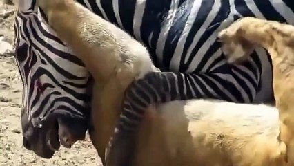 Zebra contre lionne battu jusqu'au bout! Regardez jusqu'à la fin