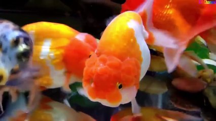 Cá Vàng Bơi ✤ Ca Nhạc Thiếu Nhi - Giúp Bé ăn ngon