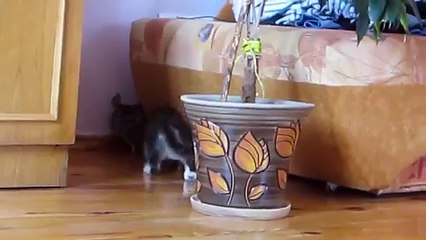 Игры котенка с шиншиллой