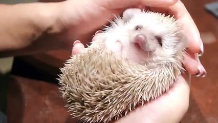 Ежик и собака Прелестные друзья