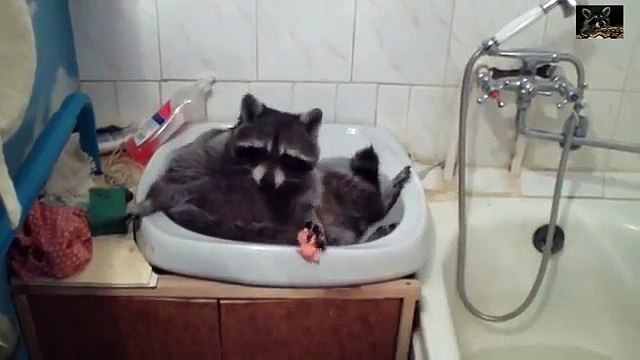 Енот в ванной комнате