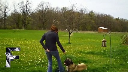 Животные выбивают из равновесия Смешная подборка!