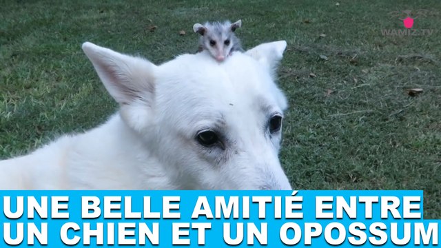Une belle amitié entre un chien et un opossum! À découvrir dans la minute chien #68