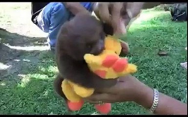 Забавные ленивцы