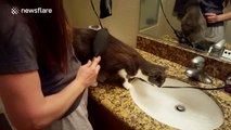 Cat likes getting his hair blow dried and brushed