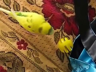 노란색 재미 앵무새