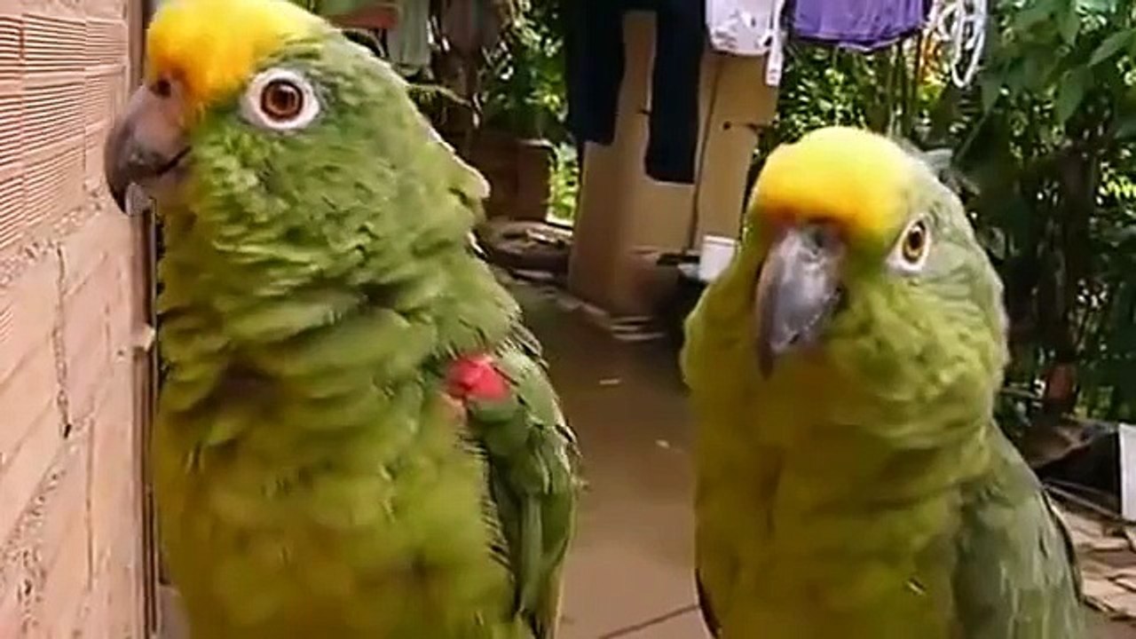 グリーン面白いオウム歌や口笛