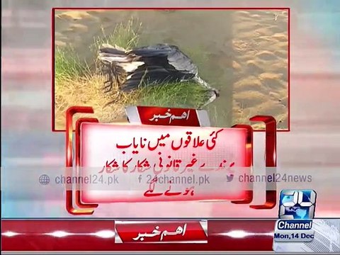 Rare birds are being hunted illegally as winter comes