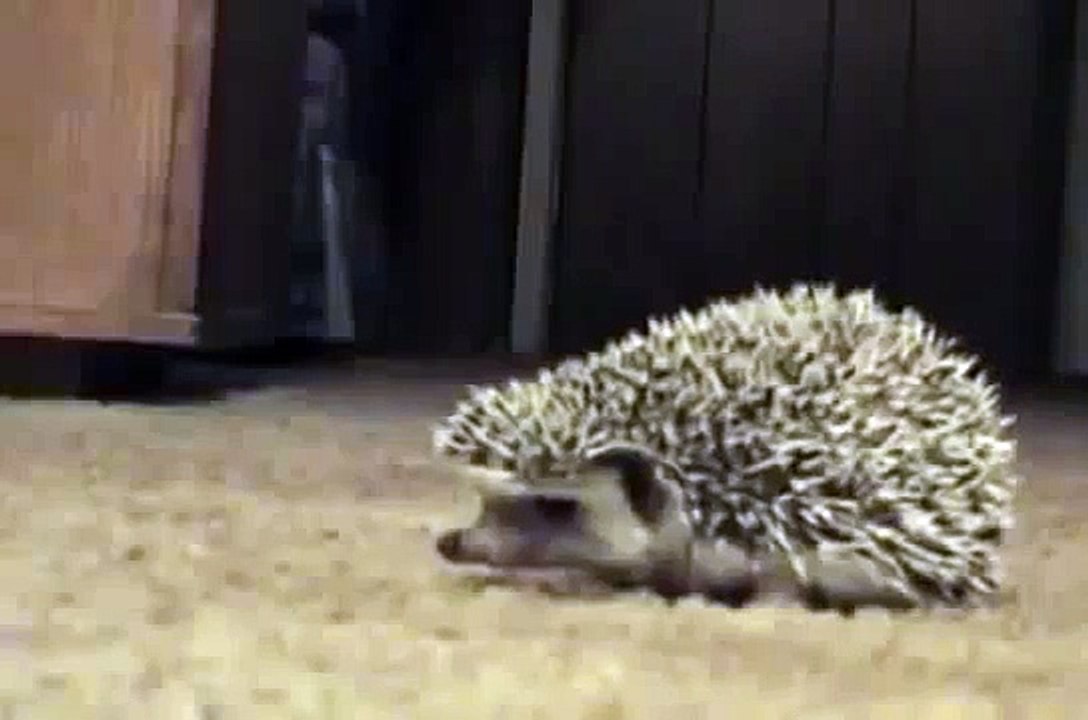 ヘッジホッグは、すべての恐れあり！