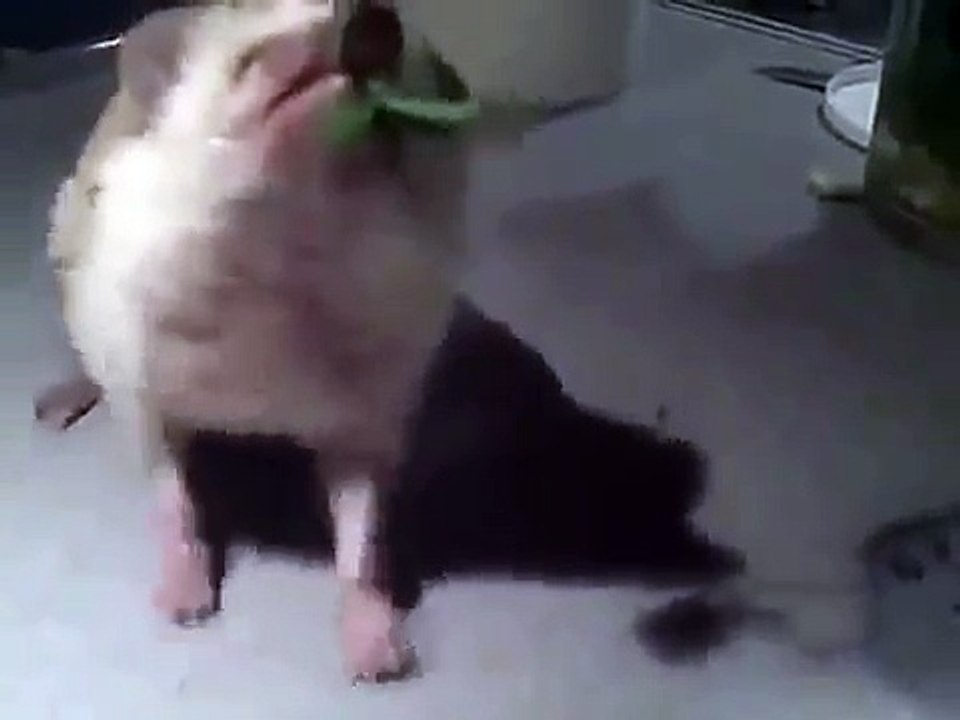 ヘッジホッグは草が好き