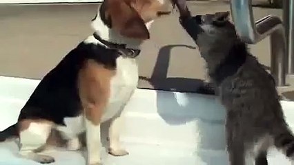 アライグマの歯科医