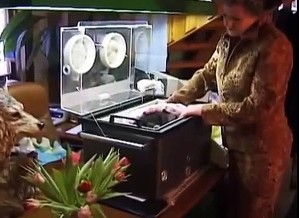 人生は美しいチンパンジーです