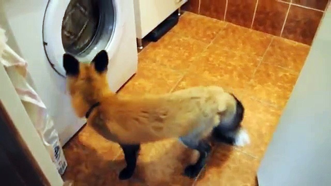 アパートで面白いキツネ
