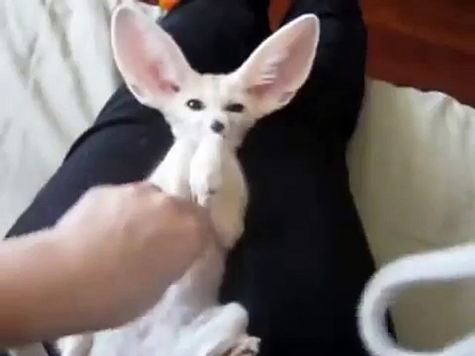 面白いキツネの休息