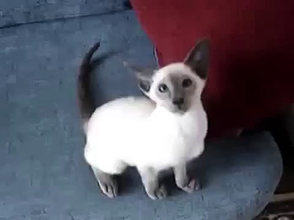おかしい猫
