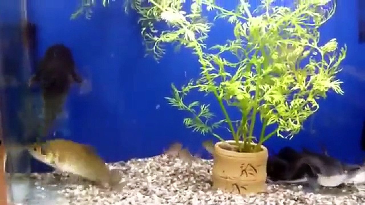 Des poissons qui ne sont clairement pas de bons amis