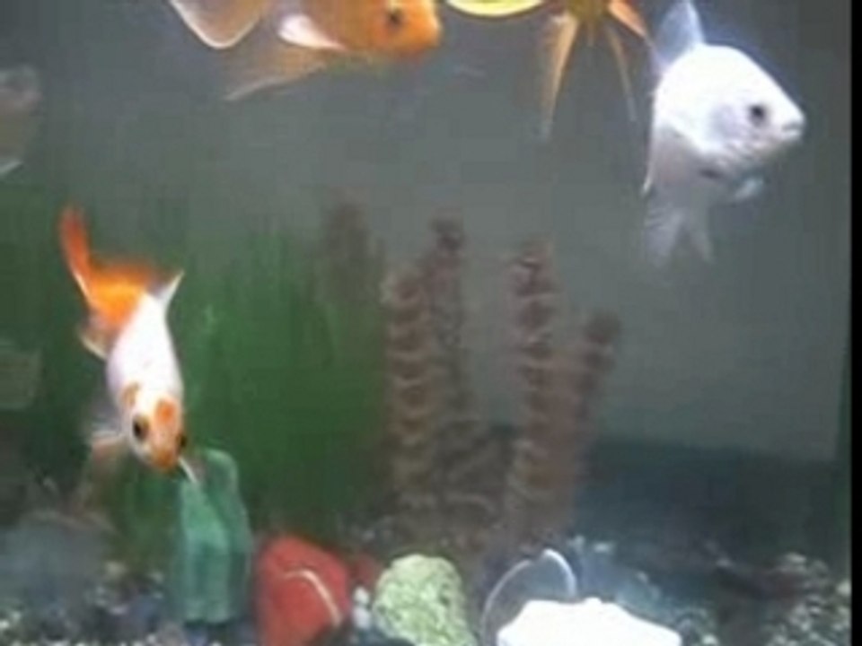 Aquarium diving