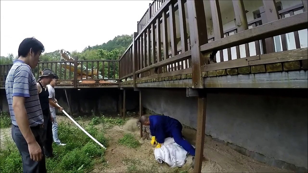 Crocodile handler gets bitten
