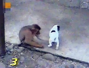Monkey Laughing At Dog