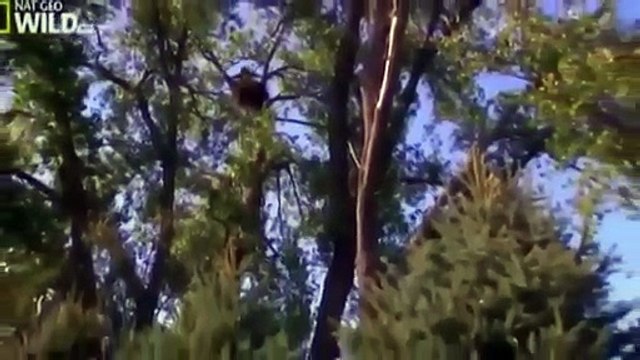 The American Bald Eagle National Geographic Documentary