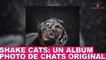 "Shake Cats": un album photo de chats original! Aujourd'hui dans la minute chat #70