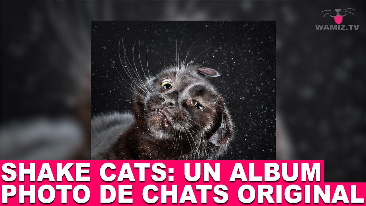 "Shake Cats": un album photo de chats original! Aujourd'hui dans la minute chat #70