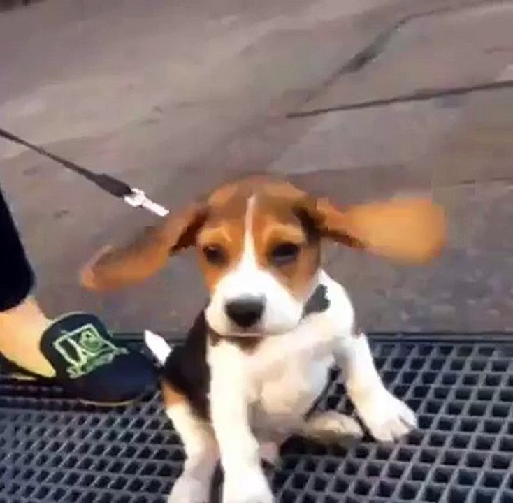 Little beagle like Marilyn Monroe