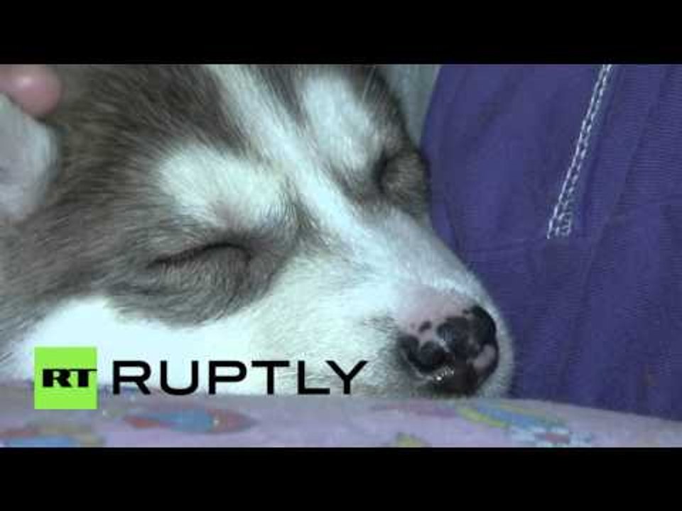 12yo girl receives Husky from Putin for New Year - video Dailymotion