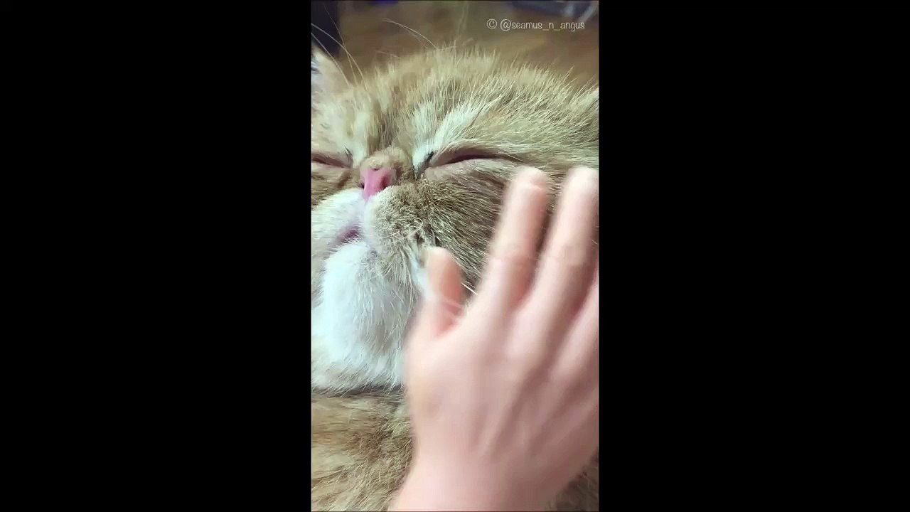 Ce chat géant demande des caresses... Animal impressionnant