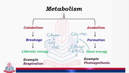 Metabolism  & Importance of Carbon