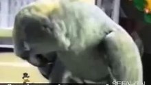 Попугай плачет