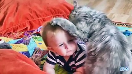 No one looks after them better - cats with babies