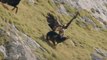 La spectaculaire attaque d'un aigle sur un chamois dans les Alpes