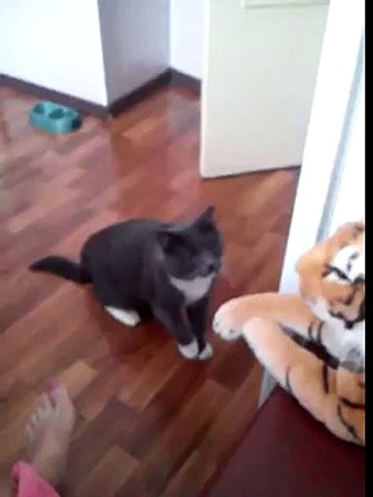 Un chat boxe un tigre en peluche