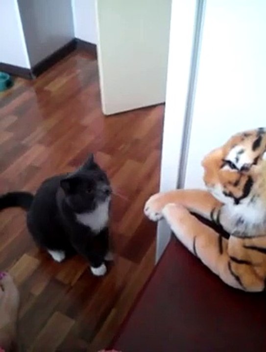 Cat teaches tiger a lesson