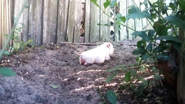 Un petit cochon qui adore jouer dans la terre. Trop mignon