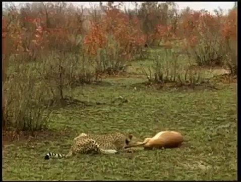 دیکھیں کس طرح ہرن نے شیر کو ماموں بنا دیا... ھاھاھاھا چلاک ہرن جو آپ نے پہلے کبھی نہ دیکھا ہوگا۔۔۔۔