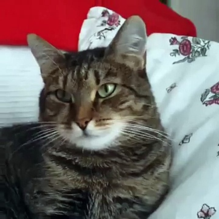 Une fleur fait bugger un chat