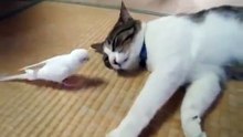 Попугайка будильник для кота