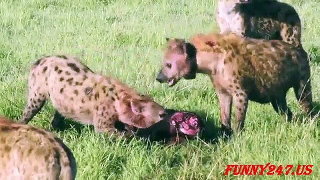 Hyena kill baby buffalo ☆ Animals Attack