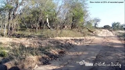 Leopard Attack  Antelope ☆ Animals Attack