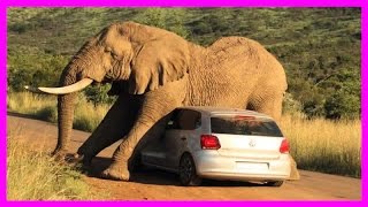 Elephant Destroying Cars & Attacking Public