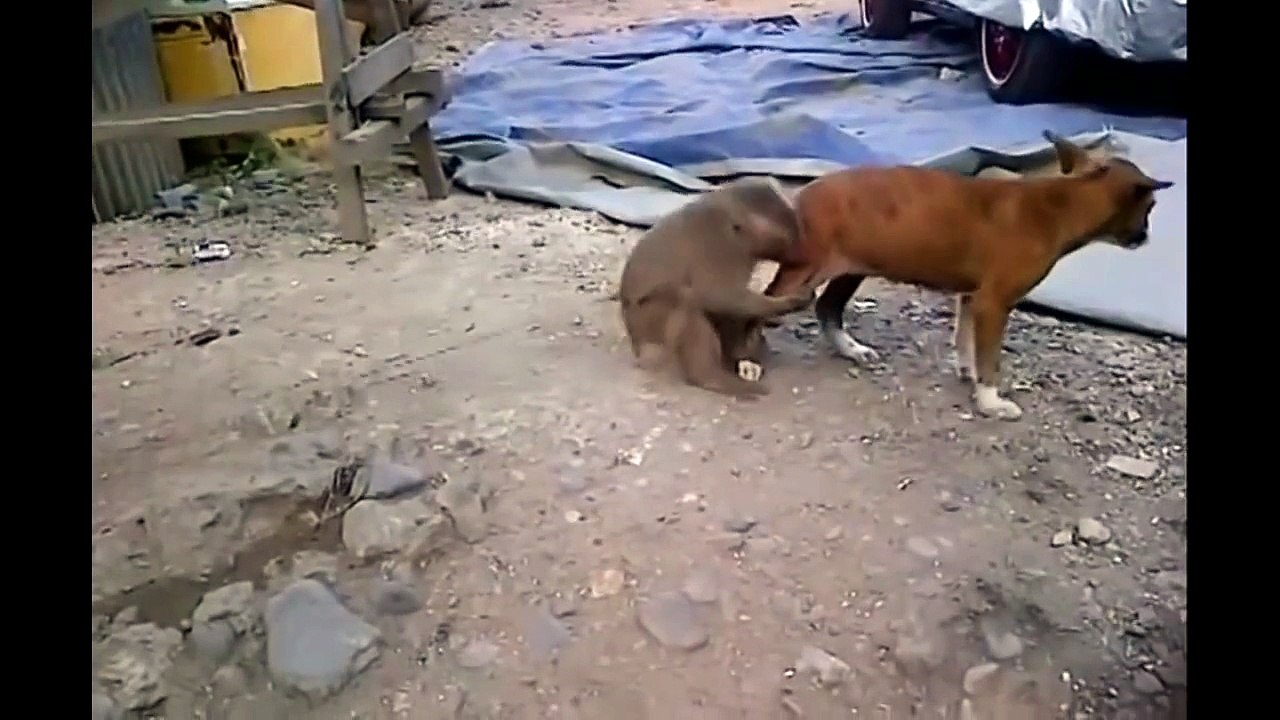 Animals mating-monkey mating, tapir mating & Funny monkey compilation 2015 HD