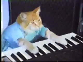 funny cats,funny cat videos,funny animals,funny video,cats funny,funny videos,funny cat