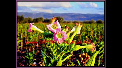 adıyaman tütünü, http://celikhantutunu2.com/