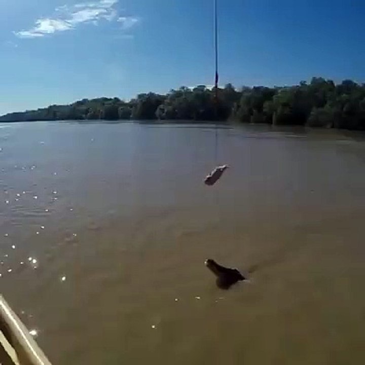 Alligator And Meat Funny
