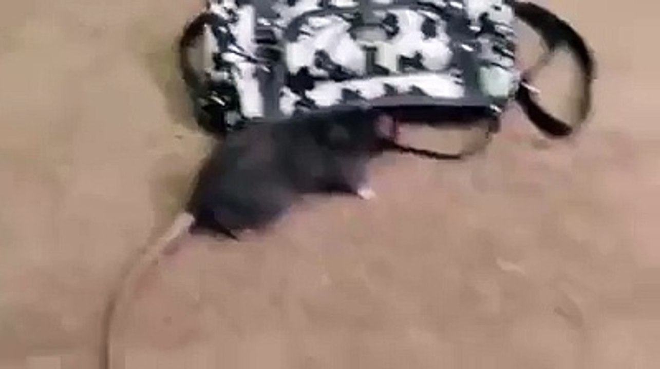 Theif Rat